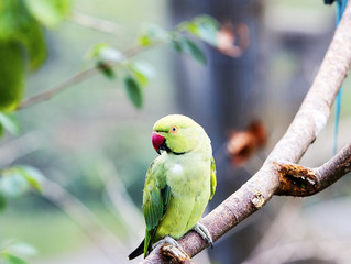 Parrot on a branch of wood