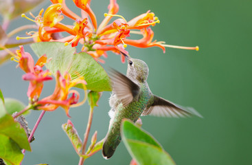 Annas Hummingbird feeding on Honeysuckle Flowers © birdiegal