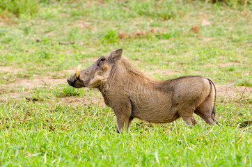 Warthog drinking water,Kruger National Park, South Africa