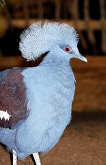 Western Crowned Pigeon © Arena Photo UK