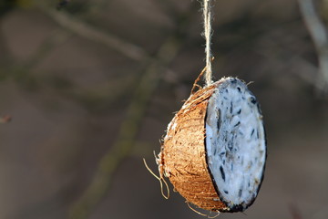 coconut feeder for garden birds