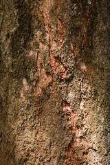 Tree bark texture