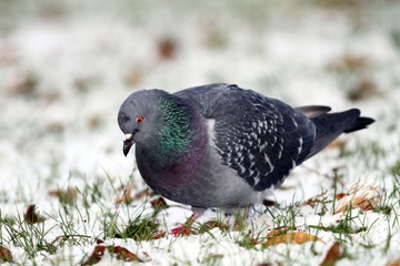 pigeon searching food in snow