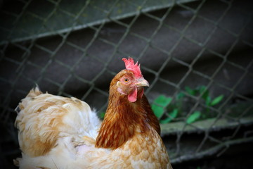 portrait of colorful brown hen