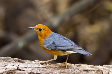 Orange-headed Thrush,Bird of Thailand