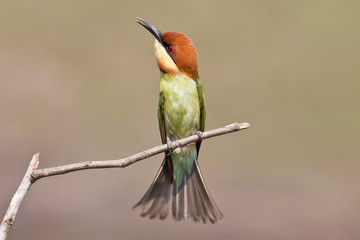 Chestnut-headed Bee-eaters,Bird of thailand