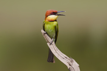 Chestnut-headed Bee-eaters,Bird of thailand