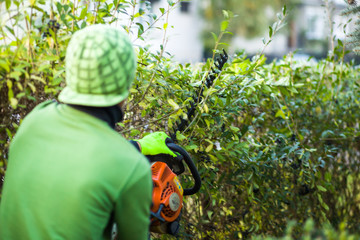 Cutting hedge with powertools