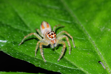 Jumping spider on the tree