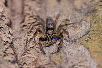 Jumping spider on the tree