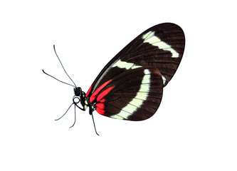 butterflies