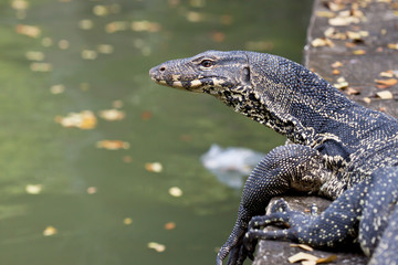 Water monitor on ground