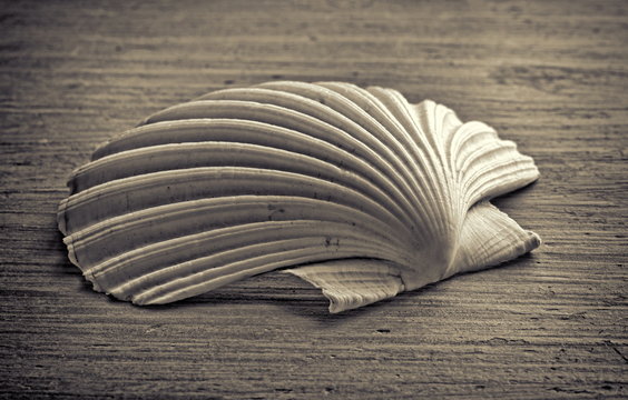 sepia shell