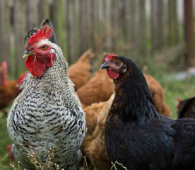 rooster and chicken