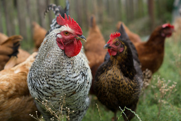 rooster and chicken