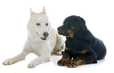 siberian husky and rottweiler