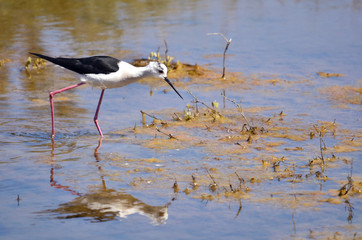 Fototapeta premium Black-winged Stilt in the marsh