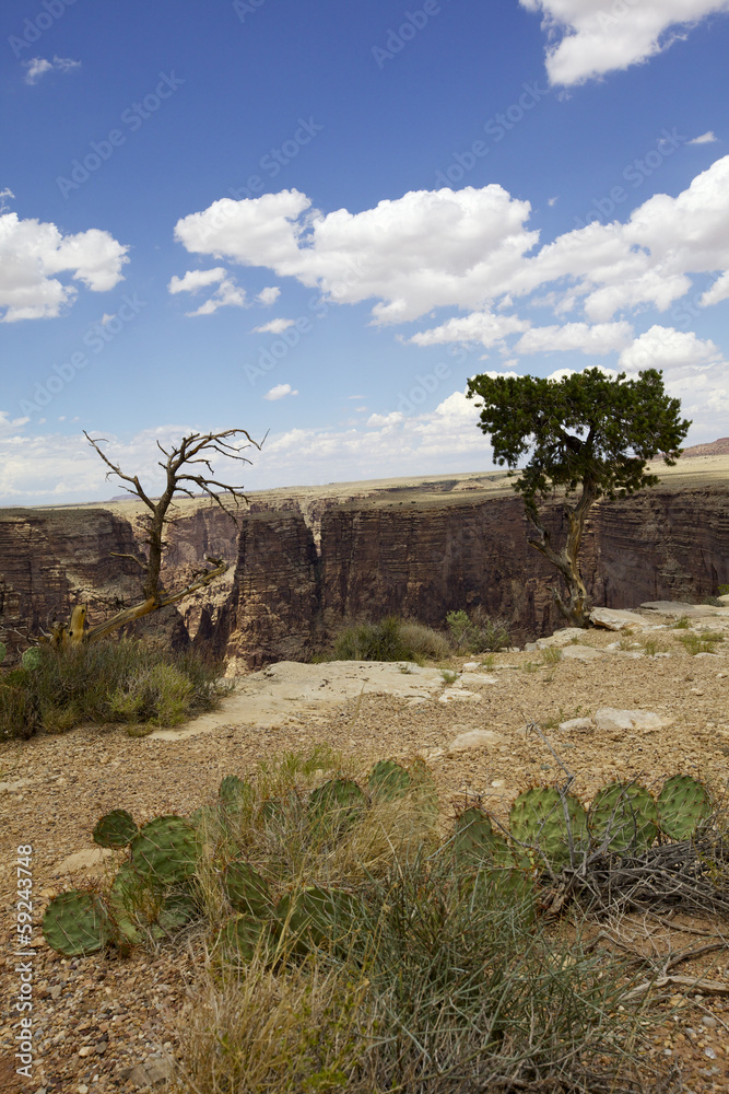 Wall mural little Colorado National Monument,  le Grand Canyon, Arizona