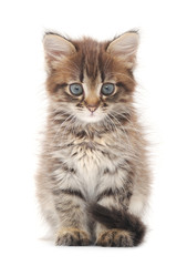 Kitten on a white background