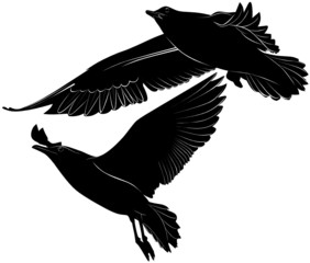 gulls