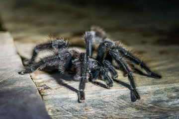 black tarantula in the peruvian Amazon jungle at Madre de Dios P