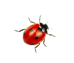 Fotobehang Ladybug © Alekss