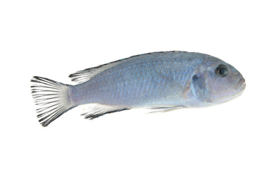 Blue cichlid isolated on white
