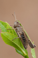 Meadow Grasshopper