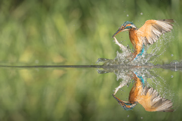 Kingfisher with catch.