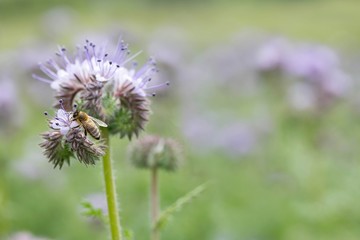 Biene an Büschelschön / bee on  lacy phacelia