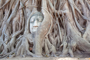 tête de Bouddha prisonnière des racines d'un banian
