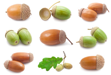 Acorns © Sailorr