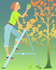 Woman picking apples from a tree, standing on a ladder