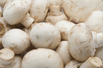 Champignon mushrooms