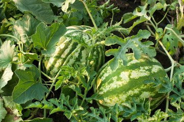 Watermelon