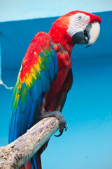 Ara parrot