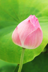 Lotus flower.