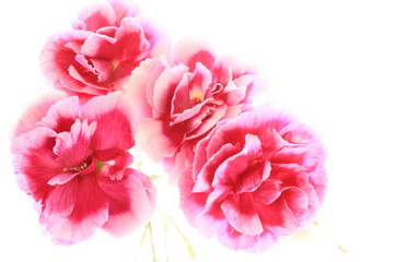 bicolor carnation on white background