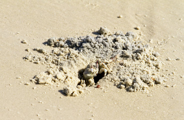 Crab is digging out on the beach