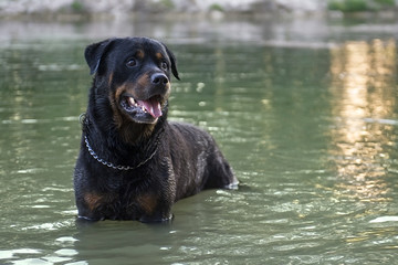 wet rottweiler