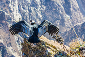 Condor at Colca canyon  sitting,Peru,South America.