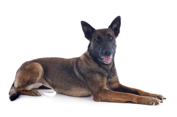 malinois