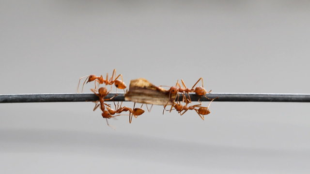 Red ant carrying food to nest