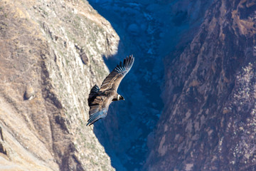 Flying condor over Colca canyon,Peru,South America.