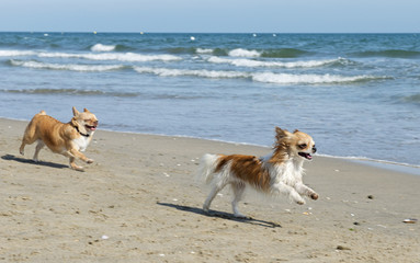 chihuahuas on the beach