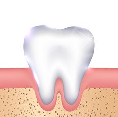 Healthy white tooth, gums and bone