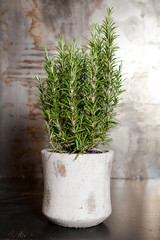 Herb: fresh rosemary