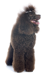 brown poodle