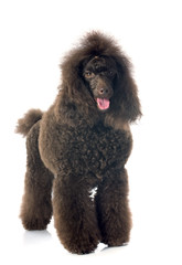 brown poodle