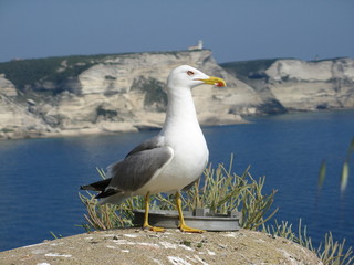 Corse - Bonifacio - Mouette